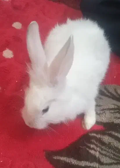 خرگوش زیباودوست داشتنی اسراییلی|موش و خرگوش|شیراز, جوادیه|دیوار