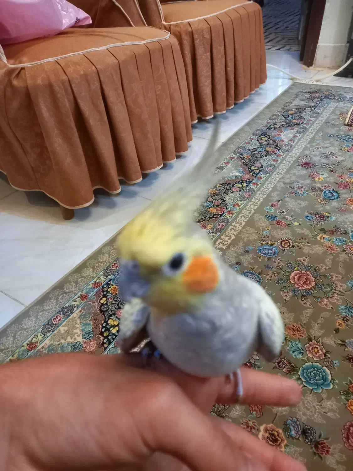 عروس هلندی|پرنده|شاهین‌شهر, گرگاب|دیوار