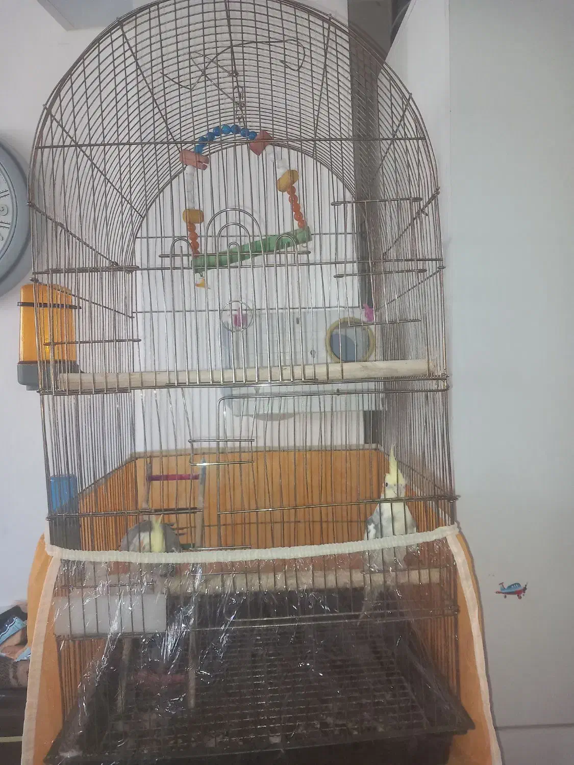 عروس هلندی مولد|پرنده|سقز, |دیوار