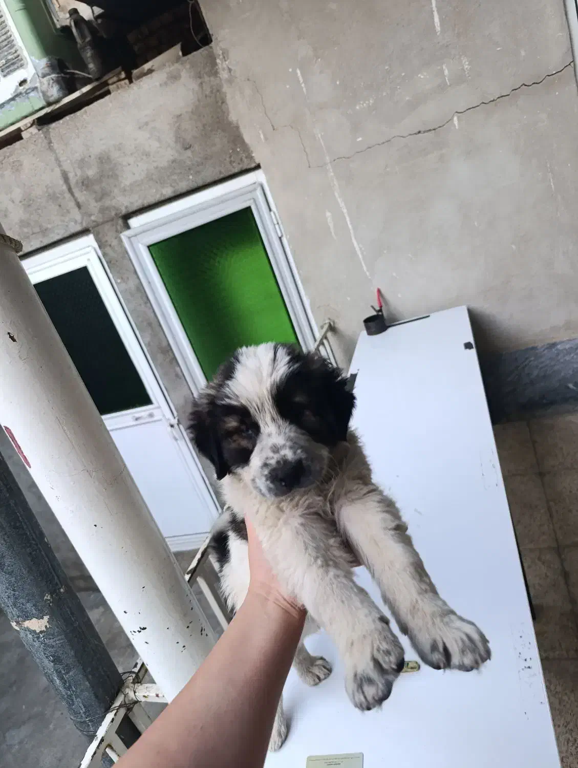 توله سگ شاهسون|سگ|میاندوآب, |دیوار