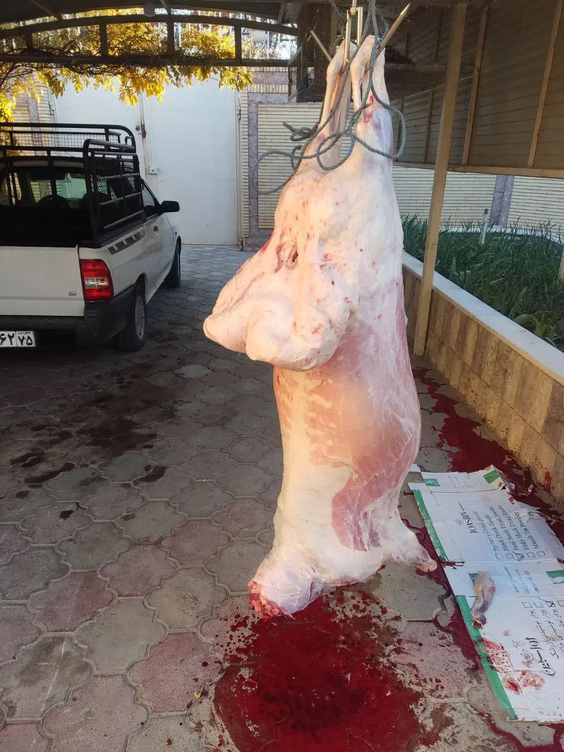 قصاب+گوسفند محلی|خدمات پذیرایی، مراسم|کرمان, |دیوار