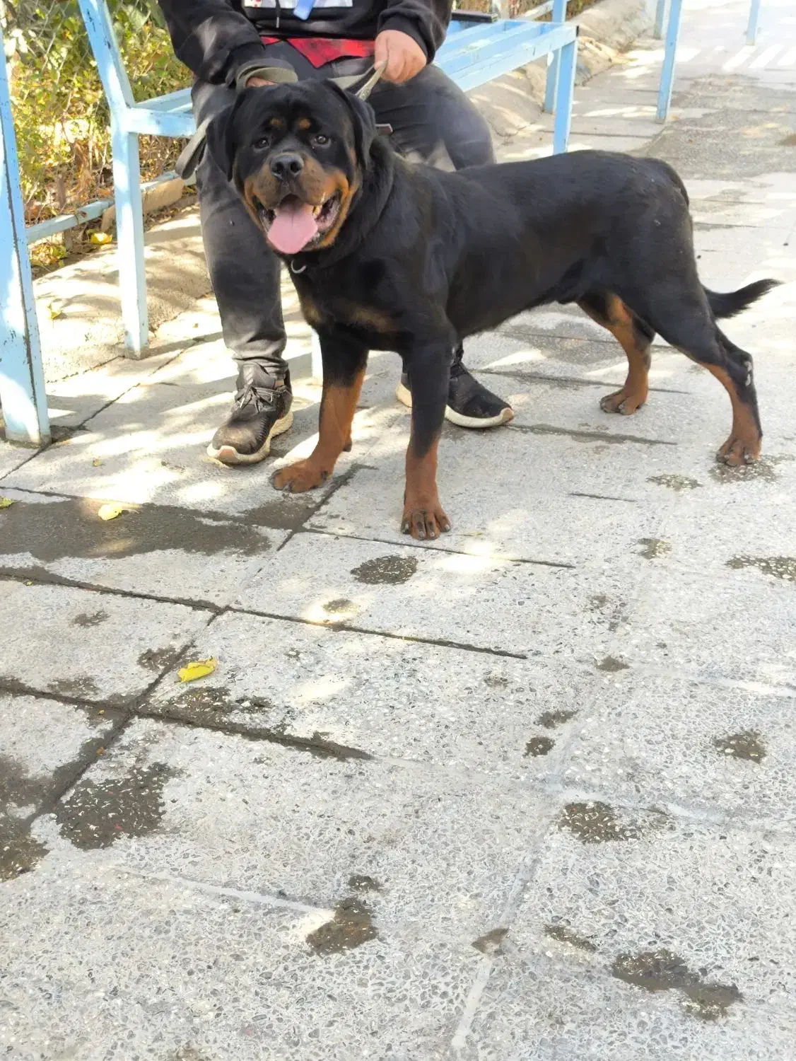 فروش سگ اصیل در مجموعه مجوزدار ایران|سگ|ملارد, |دیوار