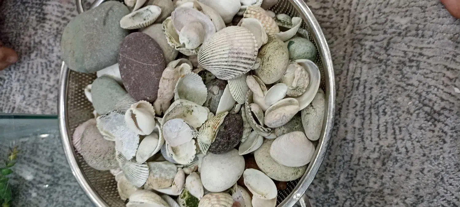 آکواریوم سالم|ماهی|محمدشهر, محمدشهر|دیوار