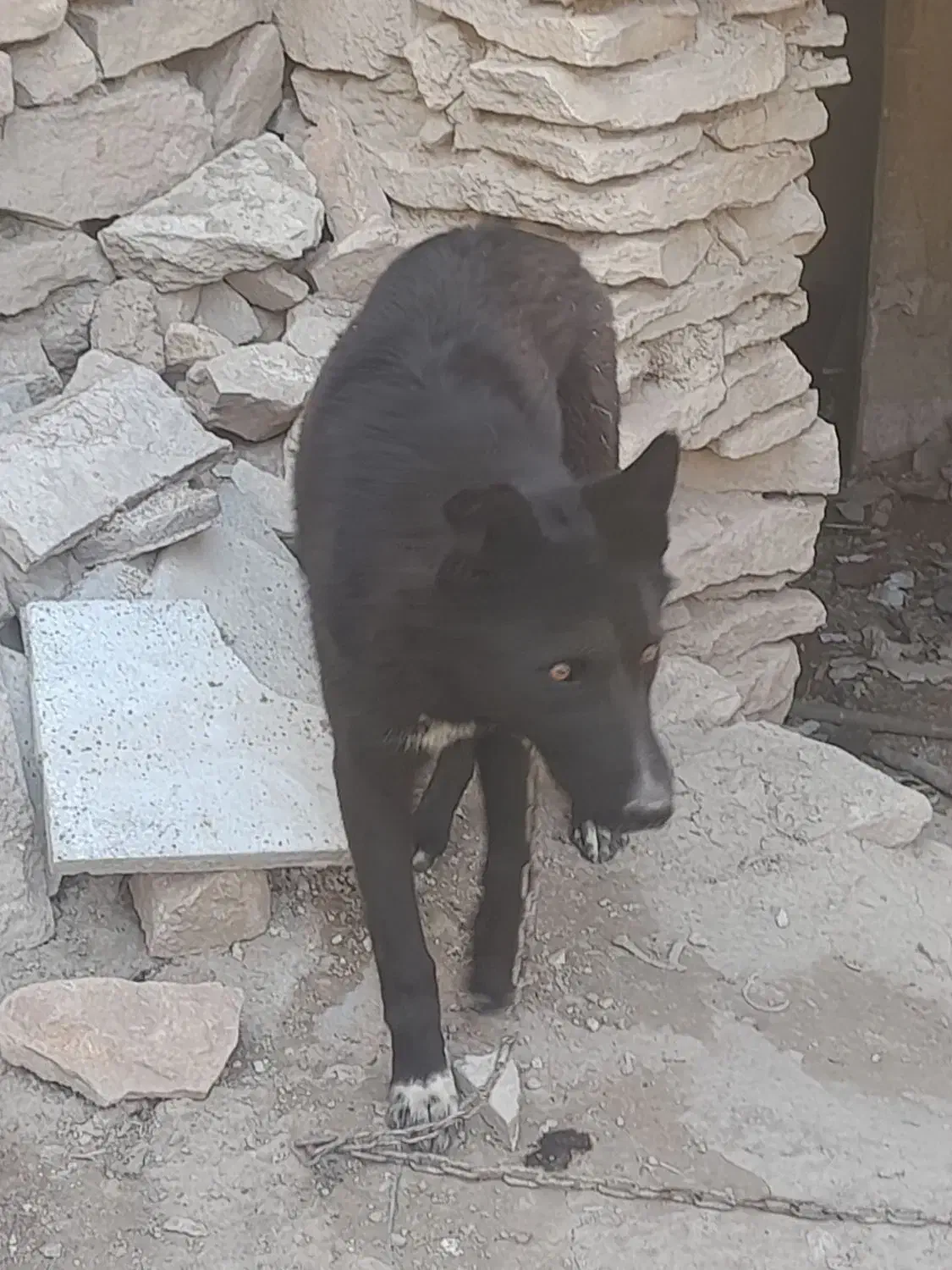 سگ حیاط|سگ|فاروج, |دیوار