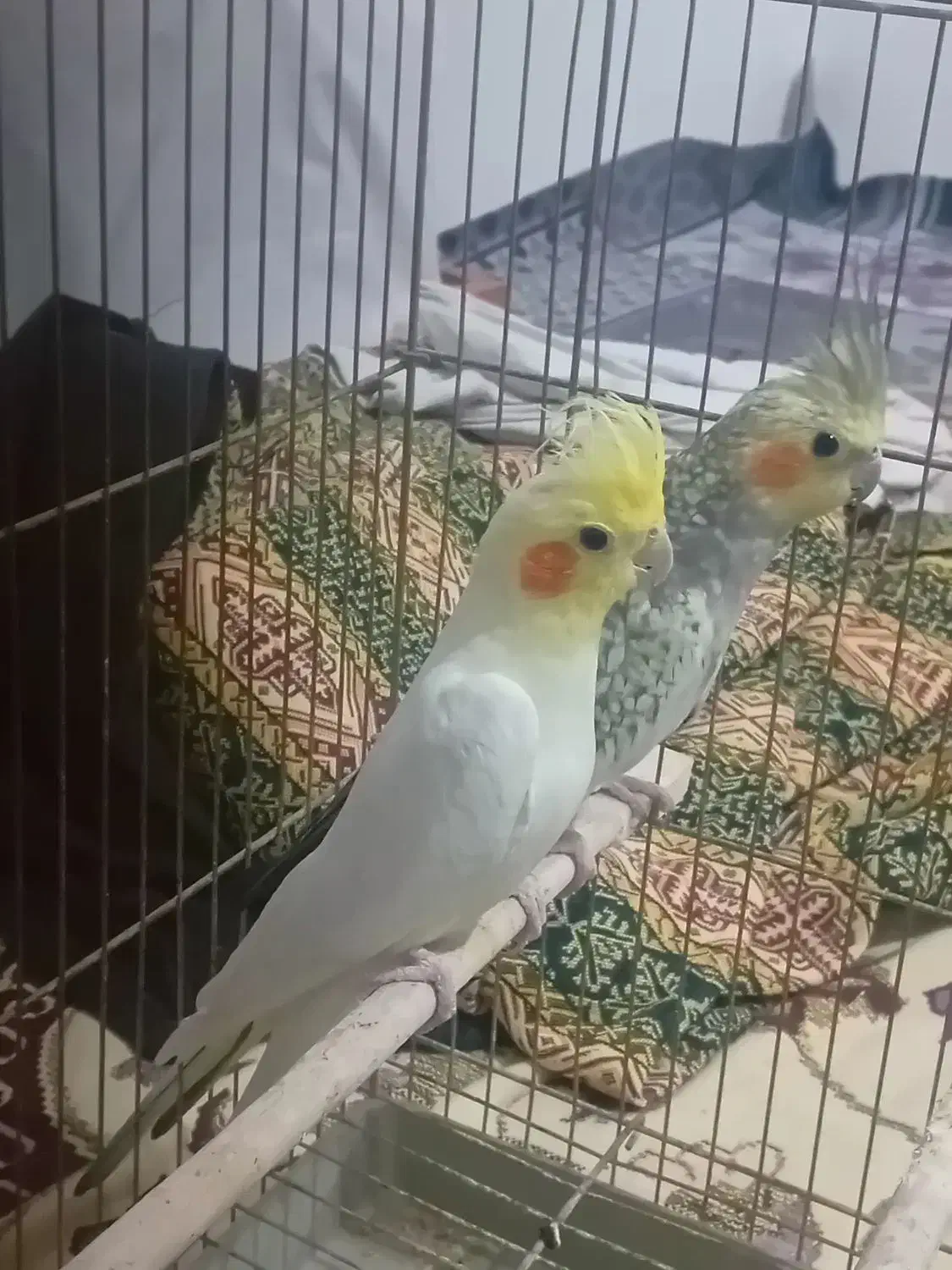 عروس هلندی|پرنده|اهر, |دیوار