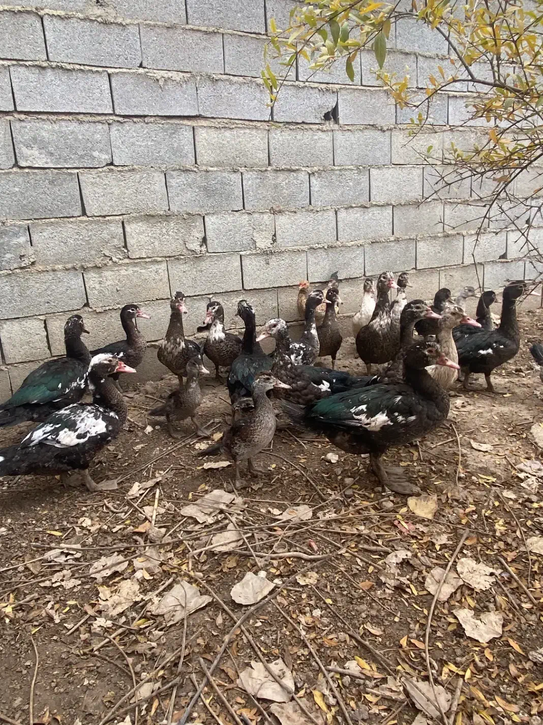 اردک خارجی|حیوانات مزرعه|القجر, |دیوار