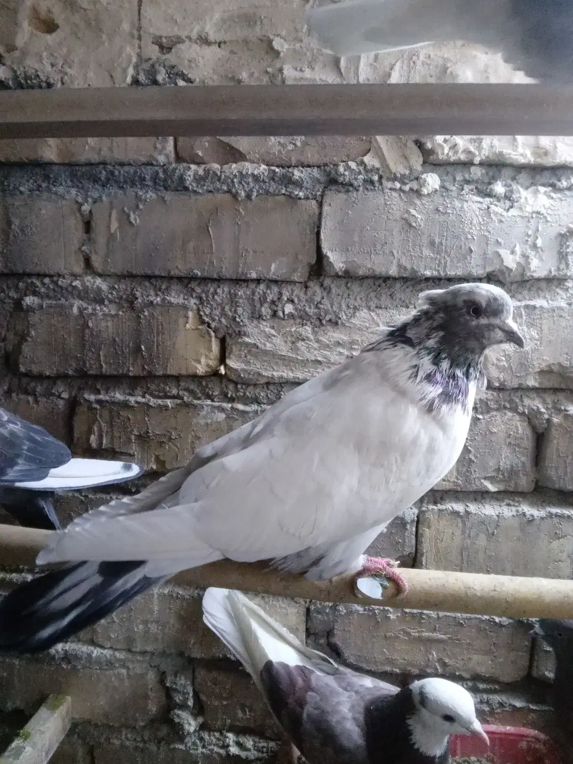 کفتر پلاس|پرنده|ساوه, |دیوار