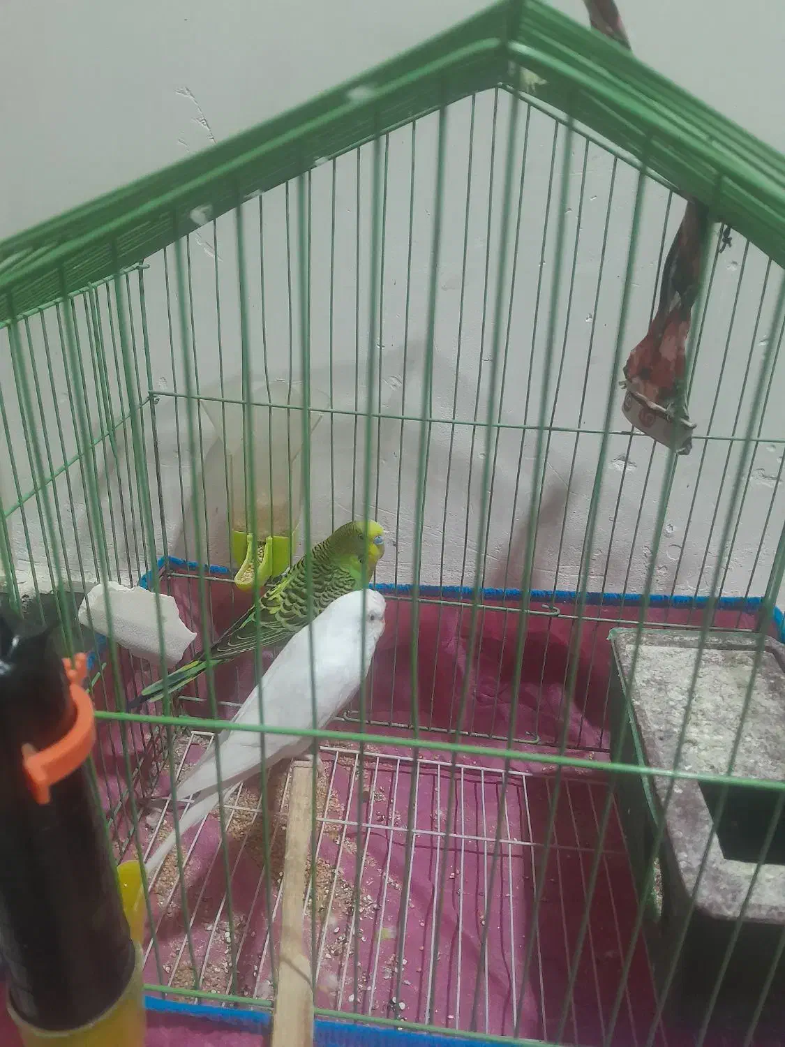 پرنده|پرنده|آبدانان, |دیوار