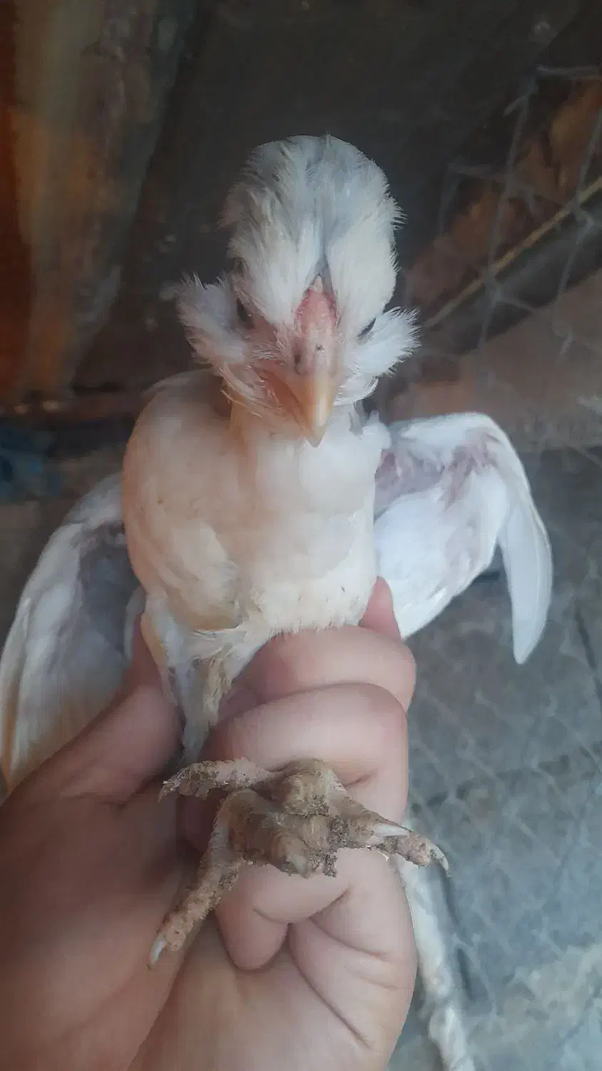 فروش جوجه گلین ۳۵ روزه|حیوانات مزرعه|قائمشهر, |دیوار