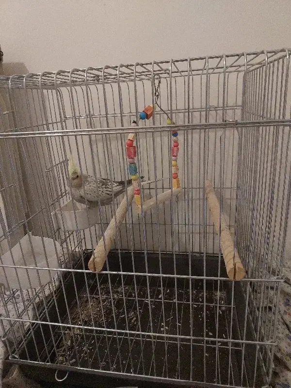 عروس هلندی با قفس|پرنده|تهران, تهرانپارس جنوبی|دیوار