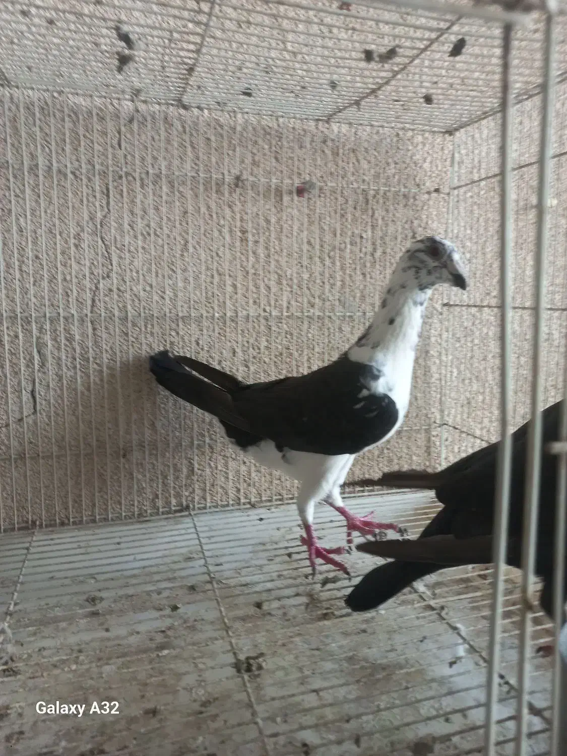 گوره سینه سفید|پرنده|وحدتیه, |دیوار