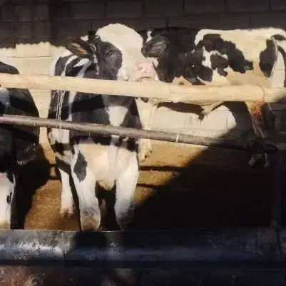 گوساله|حیوانات مزرعه|مهاجران, |دیوار