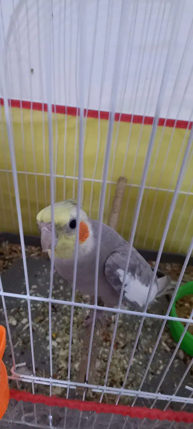 عروس هلندی سخنگو|پرنده|رامهرمز, |دیوار