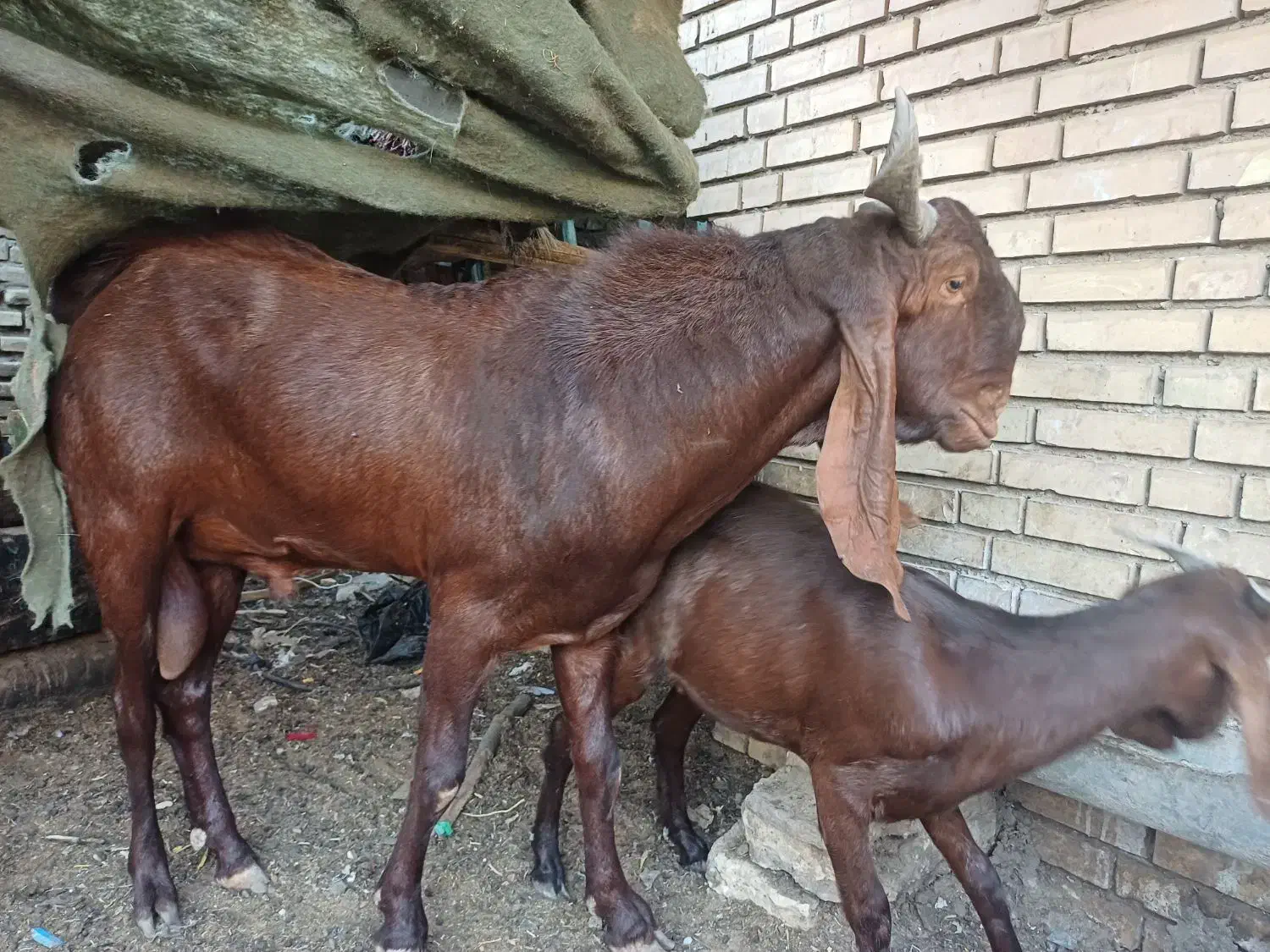 نر افغانی|حیوانات مزرعه|خرمشهر, |دیوار