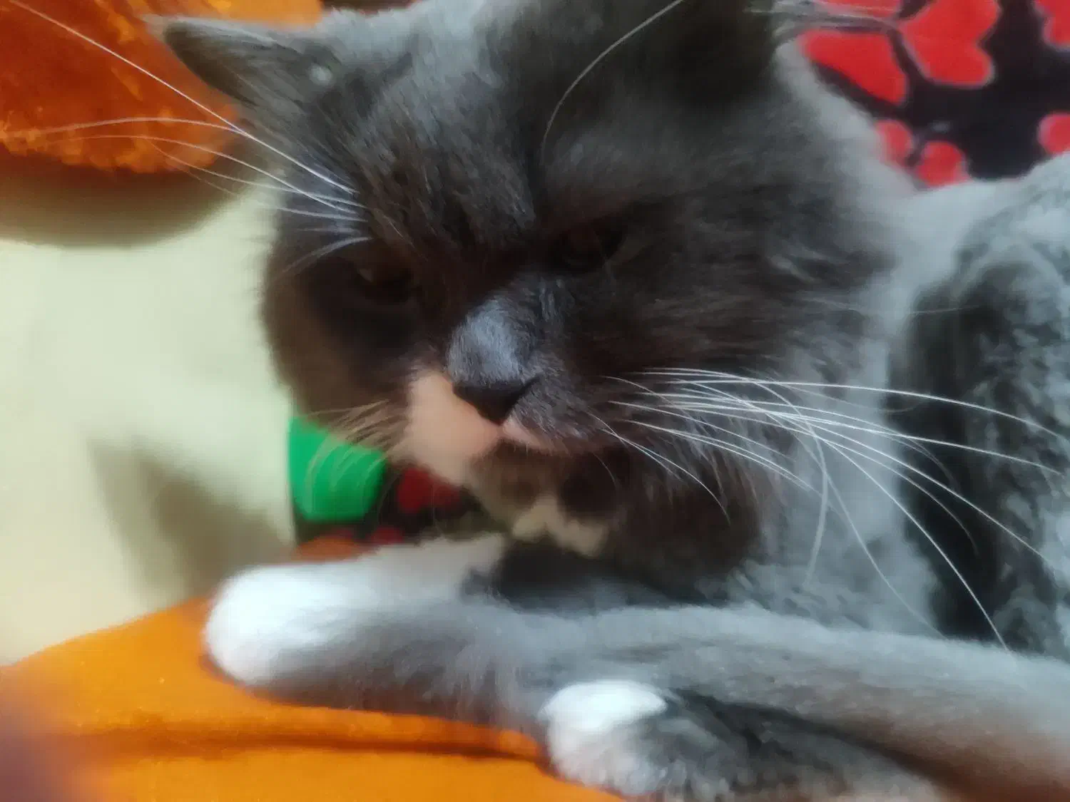 گربه اسکاتیش هایلند اماده جفت گیری|گربه|محمدیه-قزوین, |دیوار