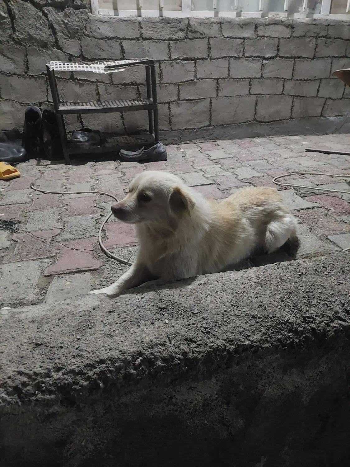 سگ پاکوتا|سگ|خواجه, |دیوار