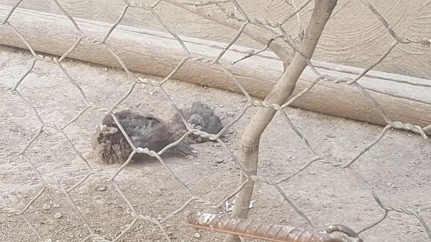 جوجه چهار ماهه پرورشی|پرنده|گیلان غرب, |دیوار