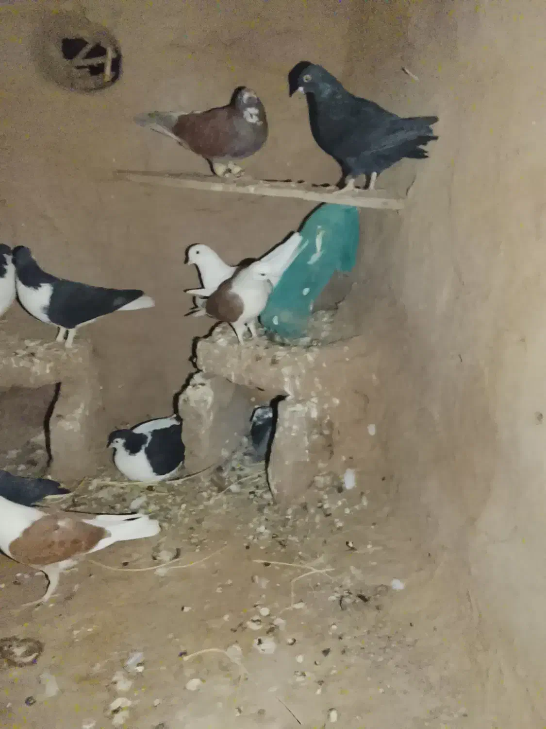18تا کفتر جفتی نر و ماده|پرنده|کدکن, |دیوار
