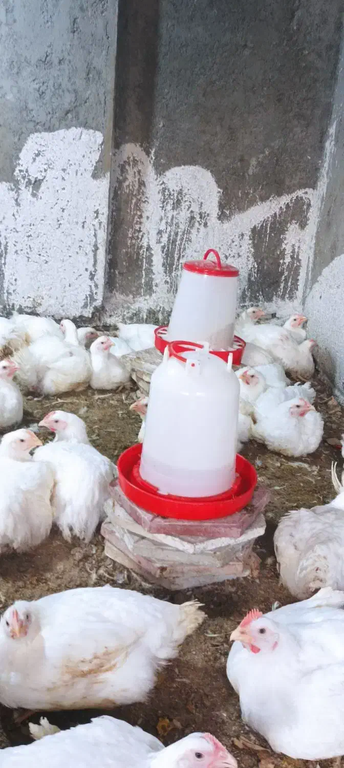 فروش مرغ گوشتی ارگانیک|حیوانات مزرعه|گمیشان, |دیوار