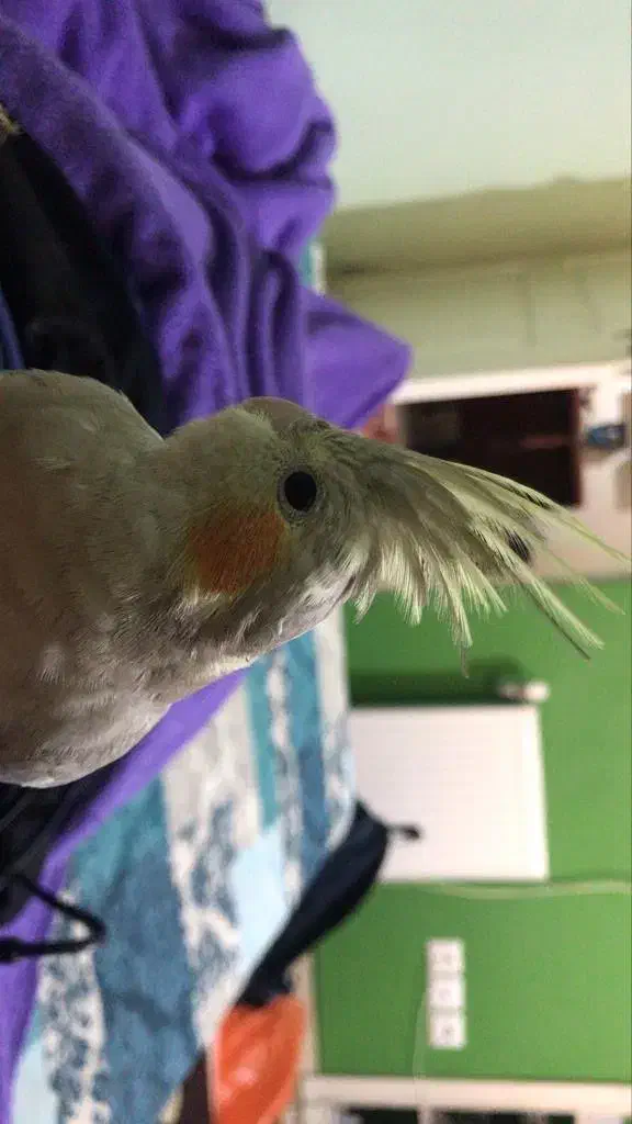 گم‌شده|پرنده|بوشهر, |دیوار