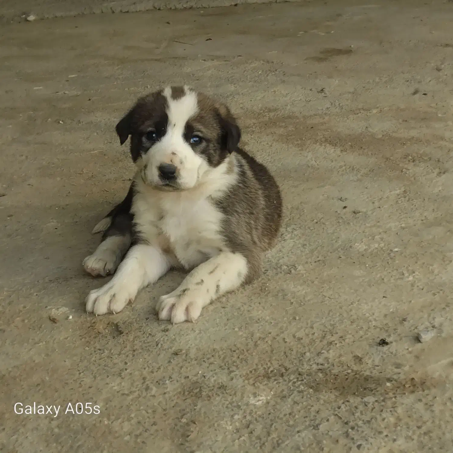 دو توله آلابای|سگ|گمیشان, |دیوار