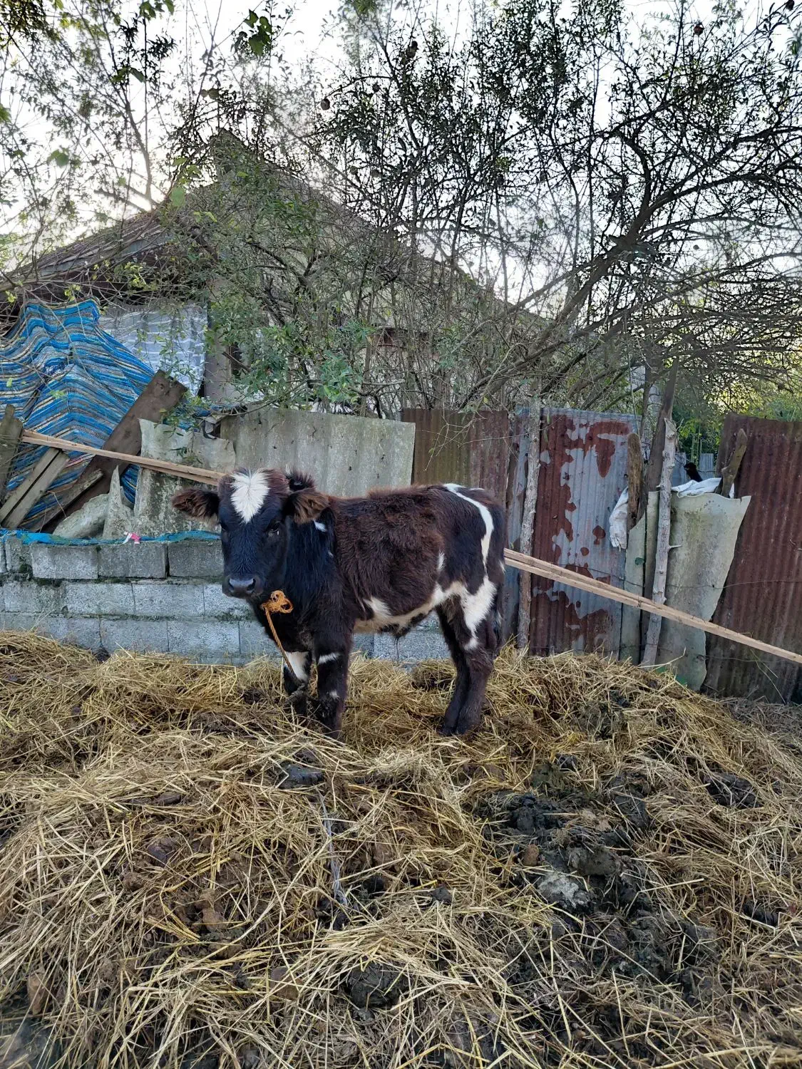گاو به همراه گوساله|حیوانات مزرعه|آستانه اشرفیه, |دیوار