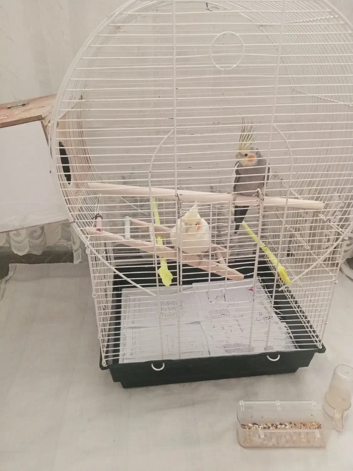 عروس هلندی|پرنده|پاکدشت, پاکدشت (مامازند)|دیوار