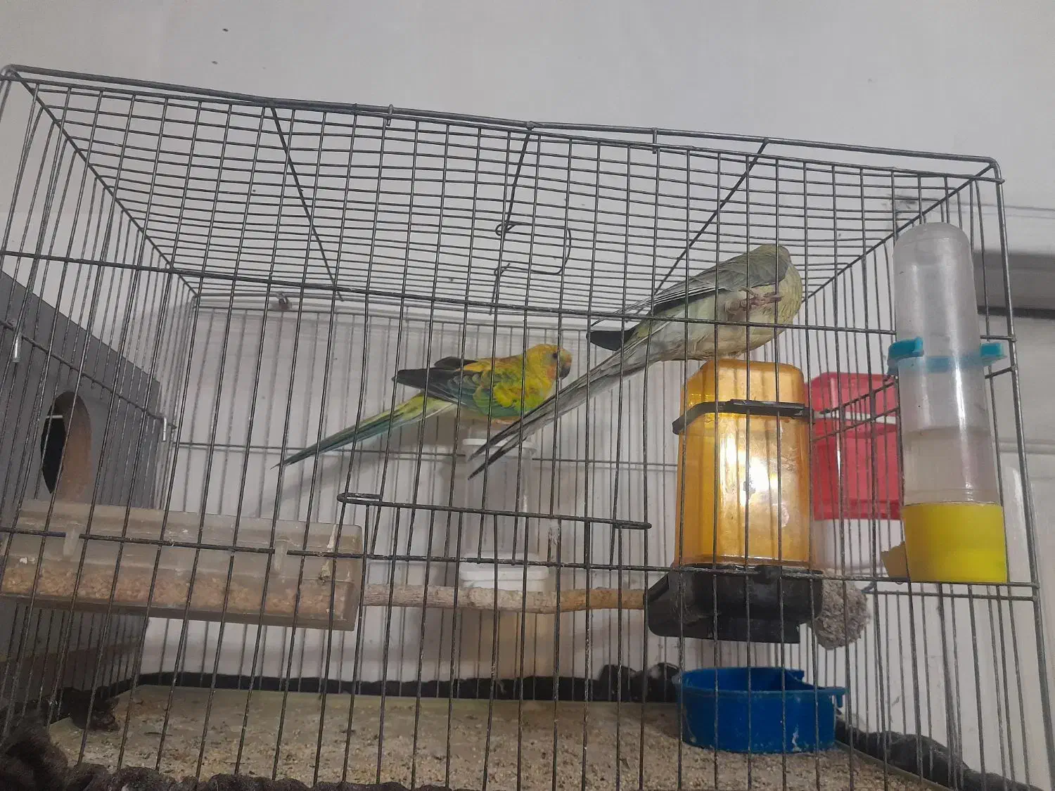 جفت طوطی آواز خوان ۱۰۰۰۰۰۰۰|پرنده|تبریز, |دیوار