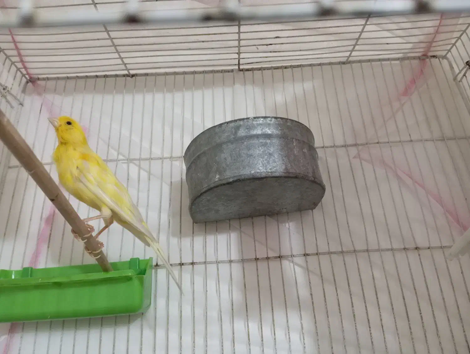 فروش قناری|پرنده|سراوان, |دیوار