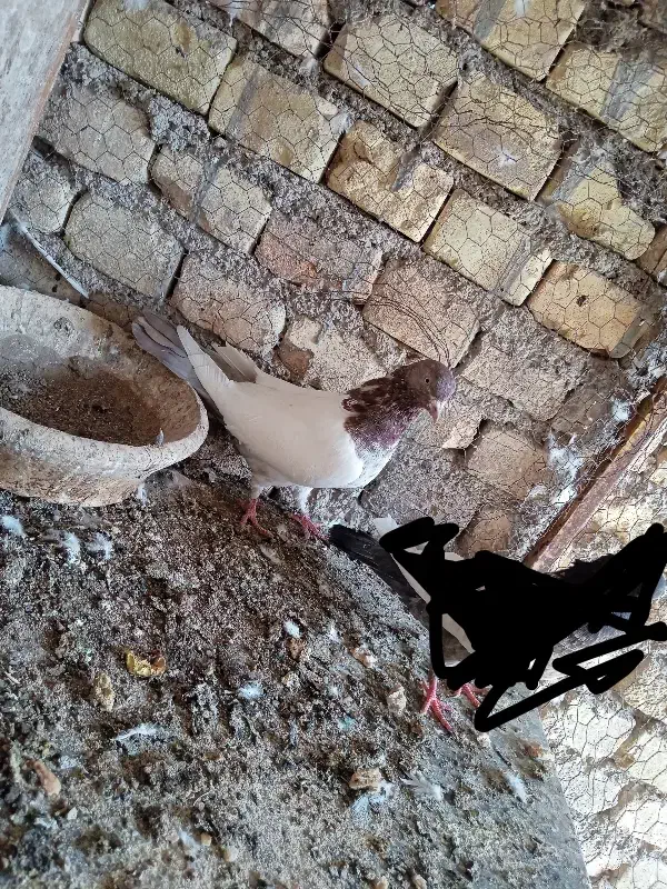 کبوتر|پرنده|زارچ, |دیوار