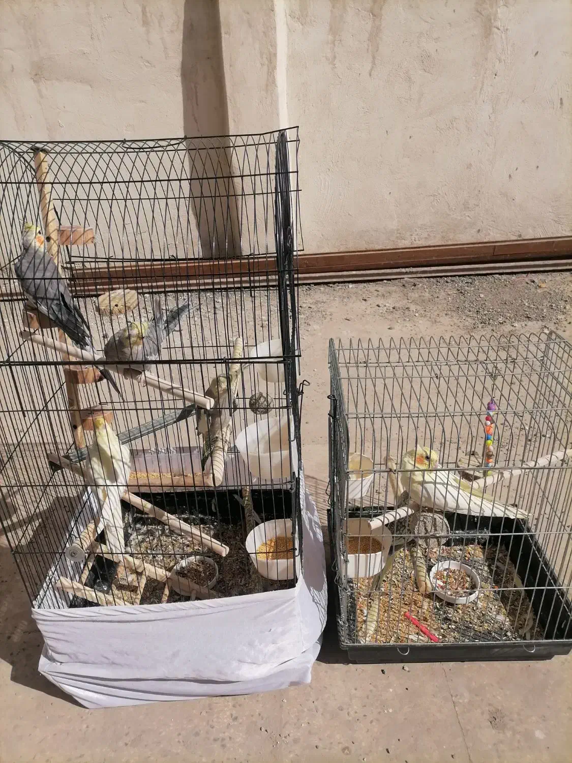 عروس هلندی|پرنده|ری, سرتخت|دیوار