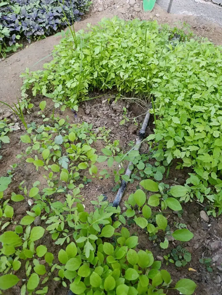 نشا گوجه|خدمات باغبانی و درختکاری|بندرعباس, |دیوار