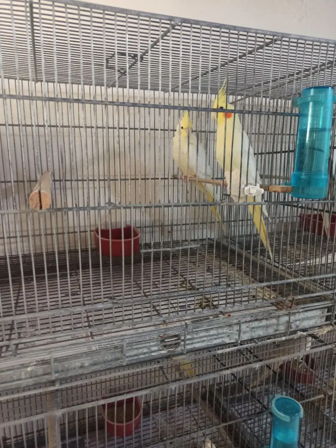 فروش یه جفت عروس هلندی لوتینو مولد روی تخم|پرنده|میناب, |دیوار