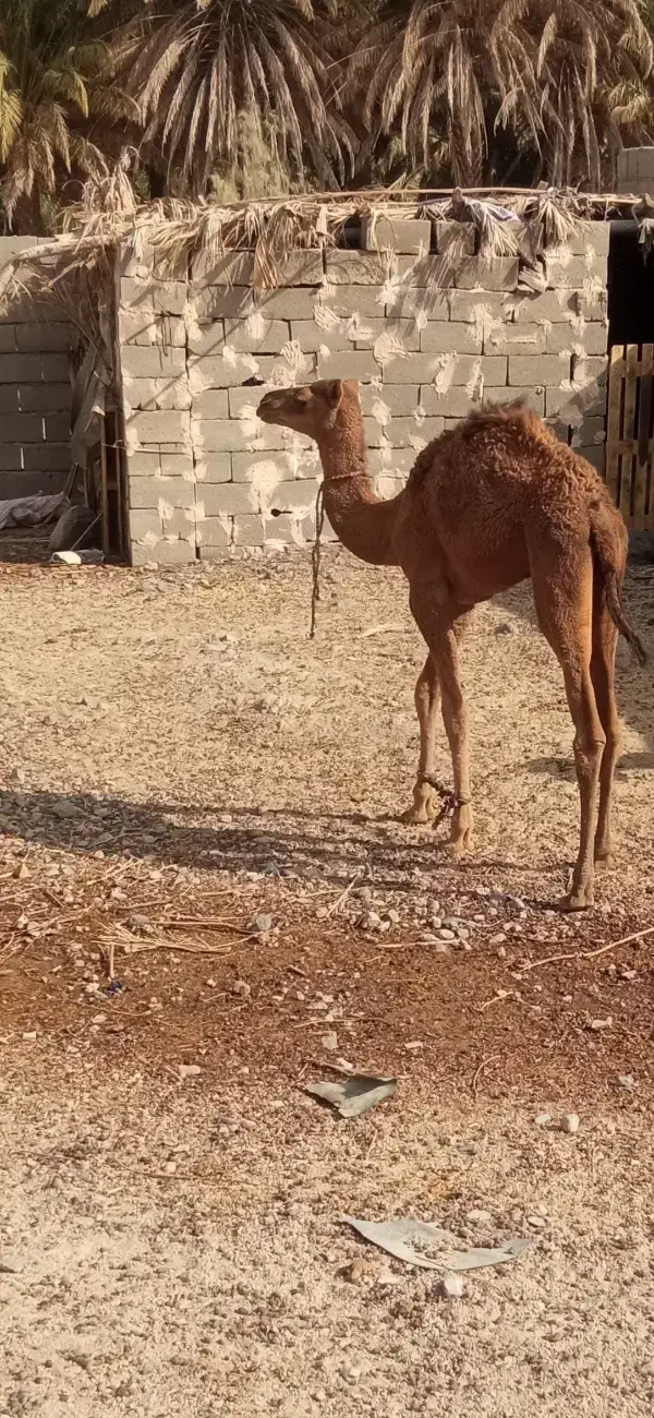 بزمان|حیوانات مزرعه|ایرانشهر, |دیوار