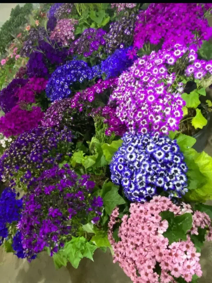 نمایشگاه بزرگ در لالی|گردهمایی و همایش|لالی, |دیوار