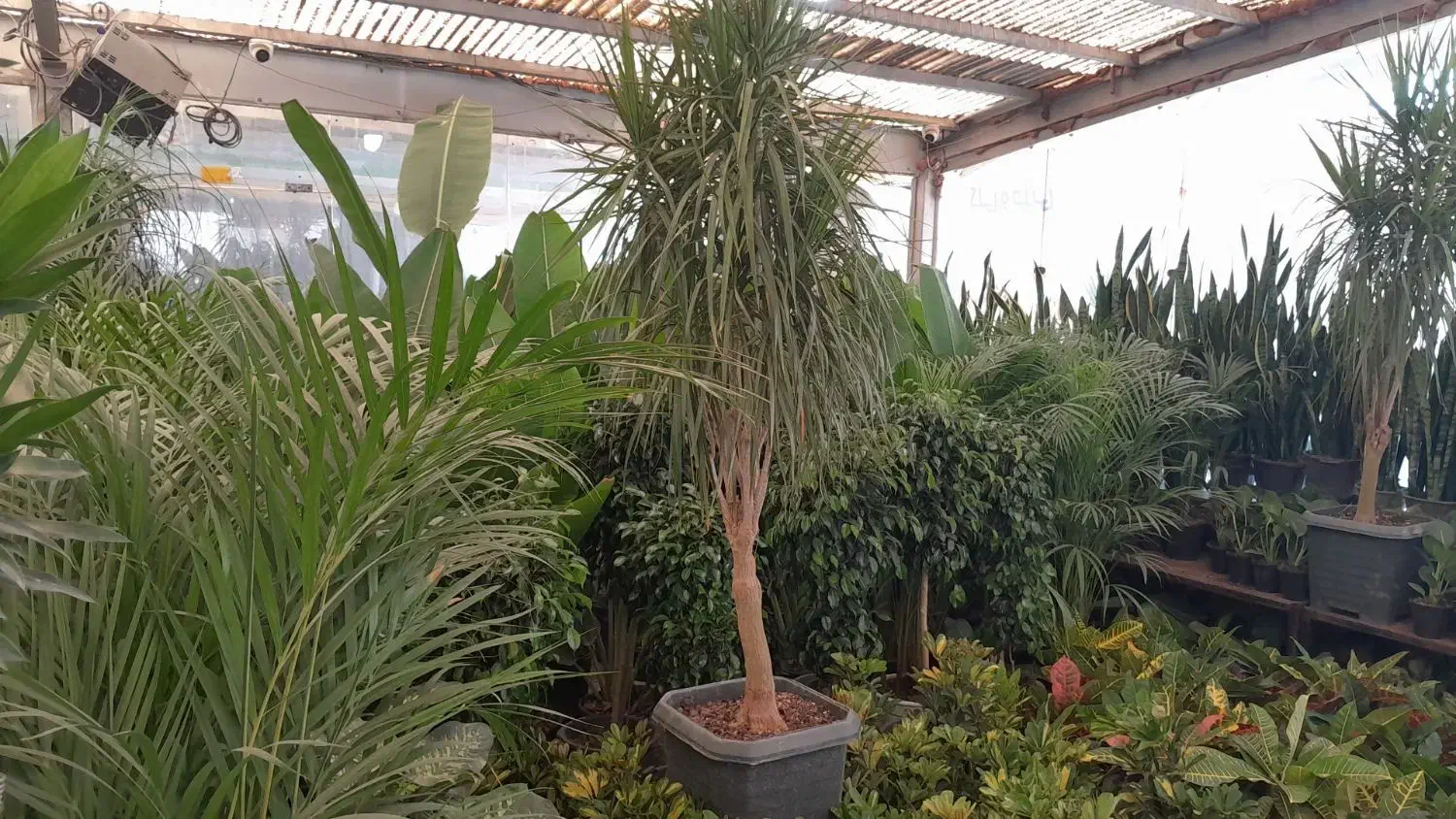 گل و گیاه آپارتمانی|گل و گیاه طبیعی|ری, بازار گل خاوران|دیوار