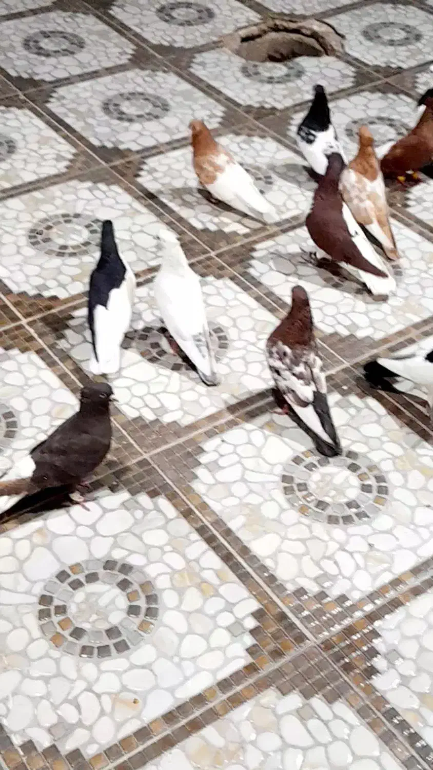 کبوتر.دم سفید.چپ|پرنده|اهواز, اهواز|دیوار