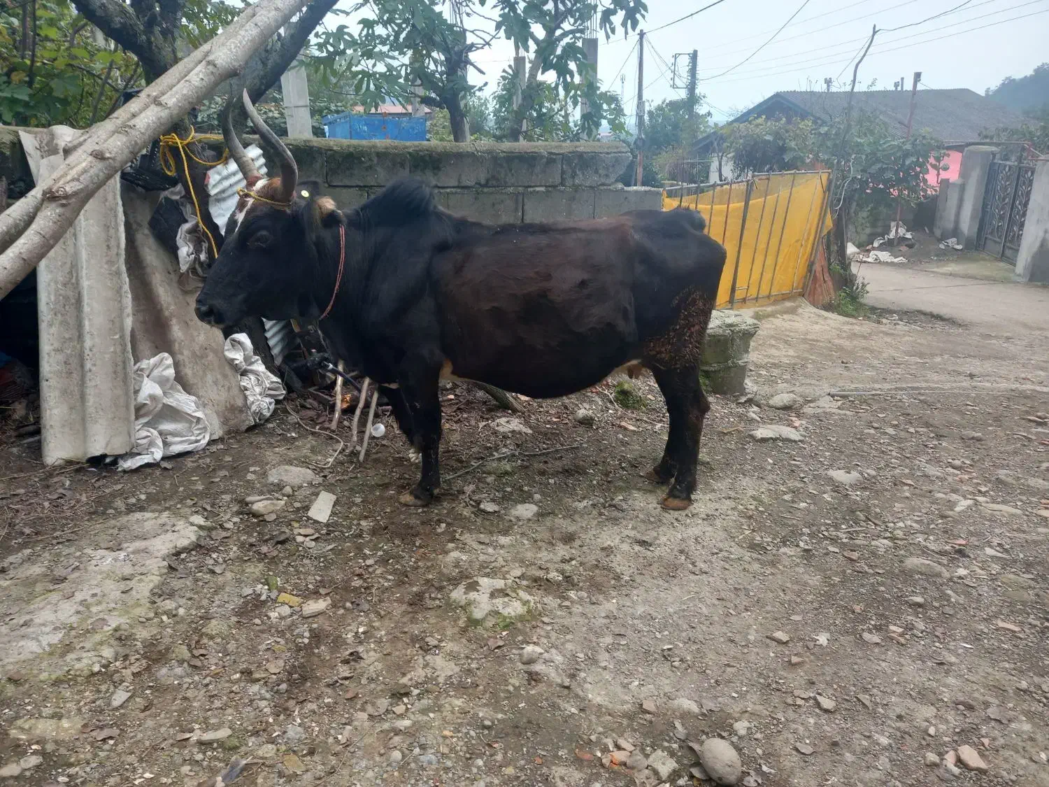 گاو شکم دار|حیوانات مزرعه|چوبر, |دیوار