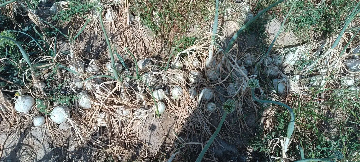 موتور و زمین کشاورزی برای اجاره|اجارهٔ دفتر صنعتی، کشاورزی، تجاری|جیرفت, |دیوار