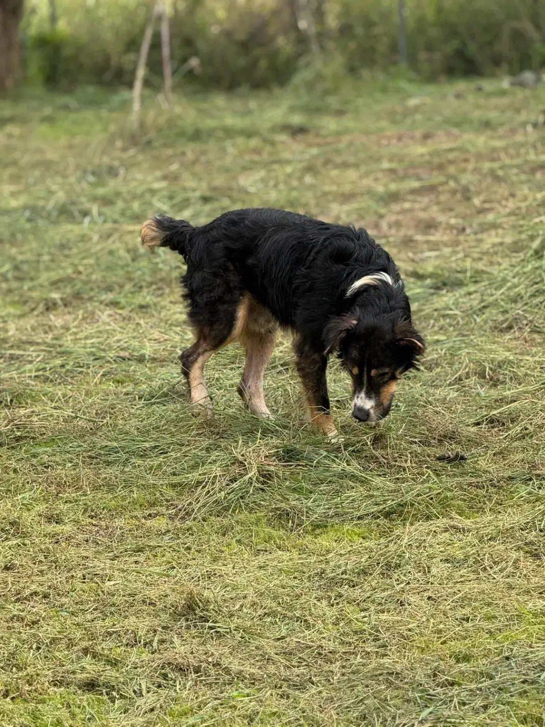 سگ بومی مو بلند|سگ|رشت, گلسار|دیوار
