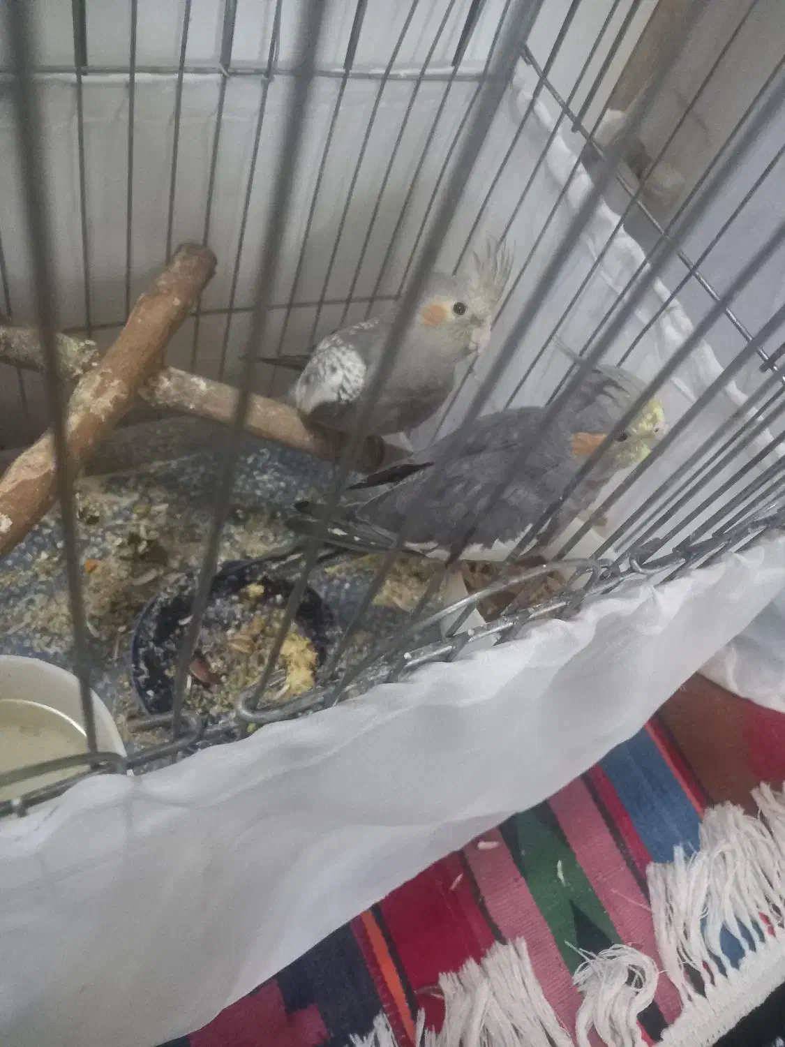 عروس هلندی|پرنده|کهریزک, |دیوار