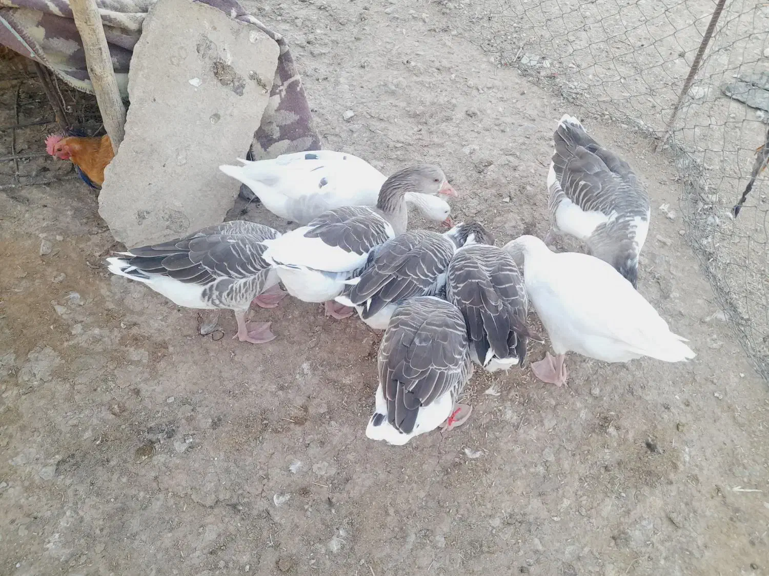 فروش غاز سالم و چاق ۸ عدد|حیوانات مزرعه|آبدانان, |دیوار