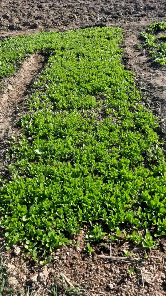 بذرکاهو|گل و گیاه طبیعی|آزادشهر, |دیوار