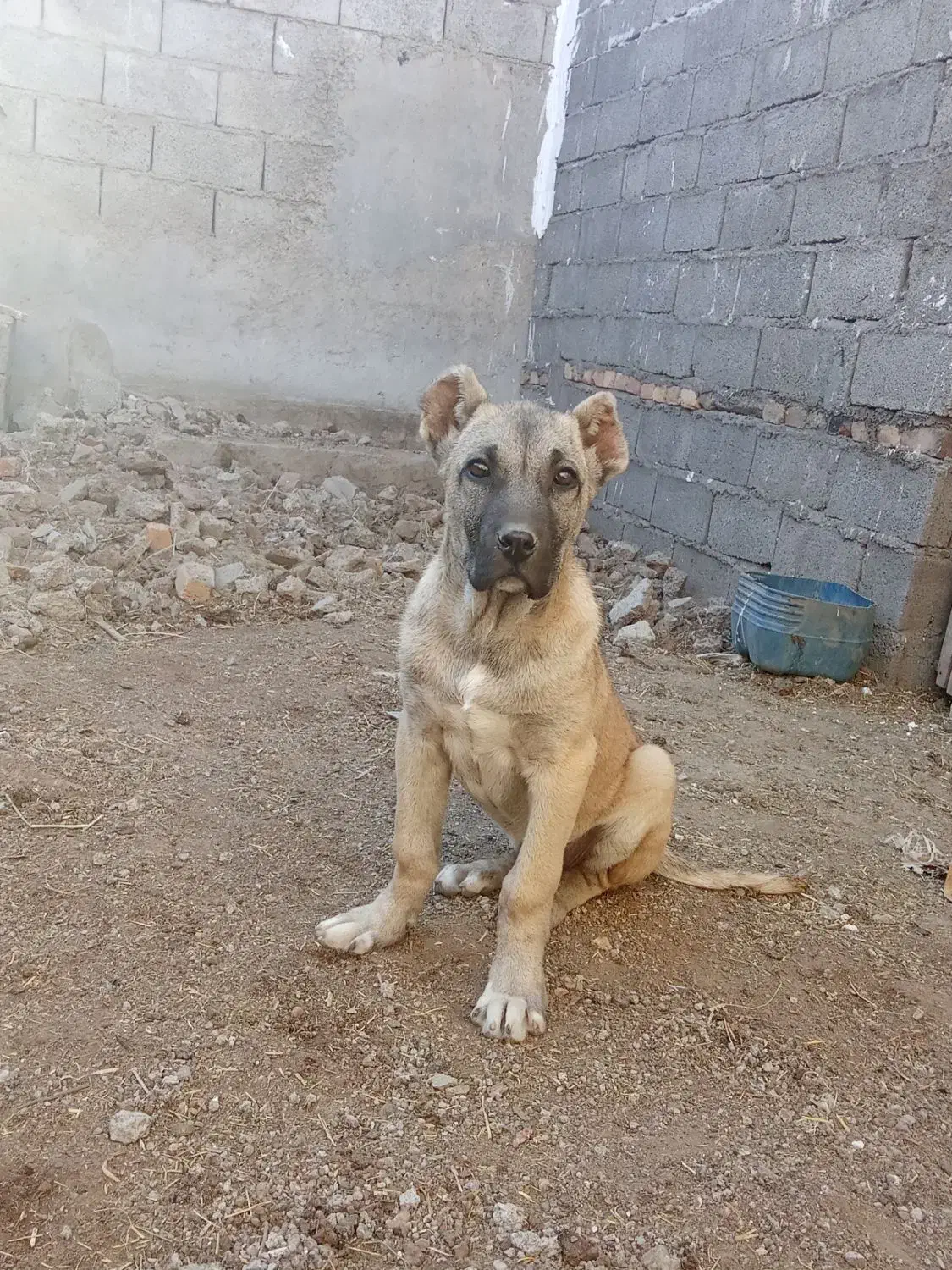 واگذاری توله ماده 3/5 ماهه|سگ|ترکمانچای, |دیوار