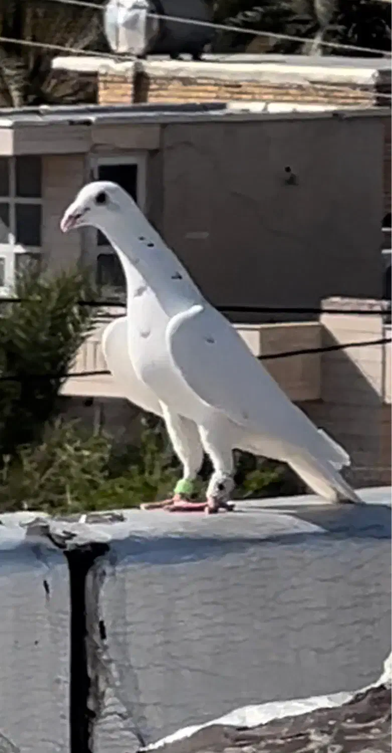 کبوتر پلاکی شهری طاووسی سبز پیازی زرد|پرنده|شیراز, میانرود|دیوار