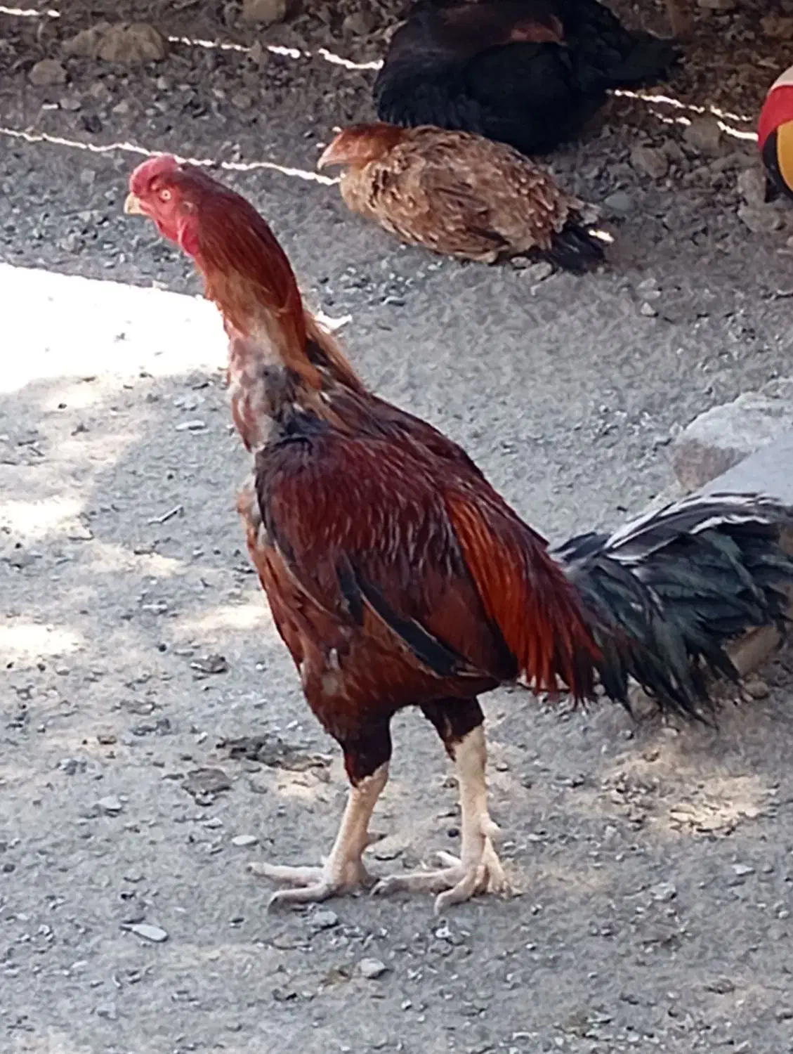 تخم مرغ نطفه دارلاری|حیوانات مزرعه|رباط‌کریم, شترخوار|دیوار