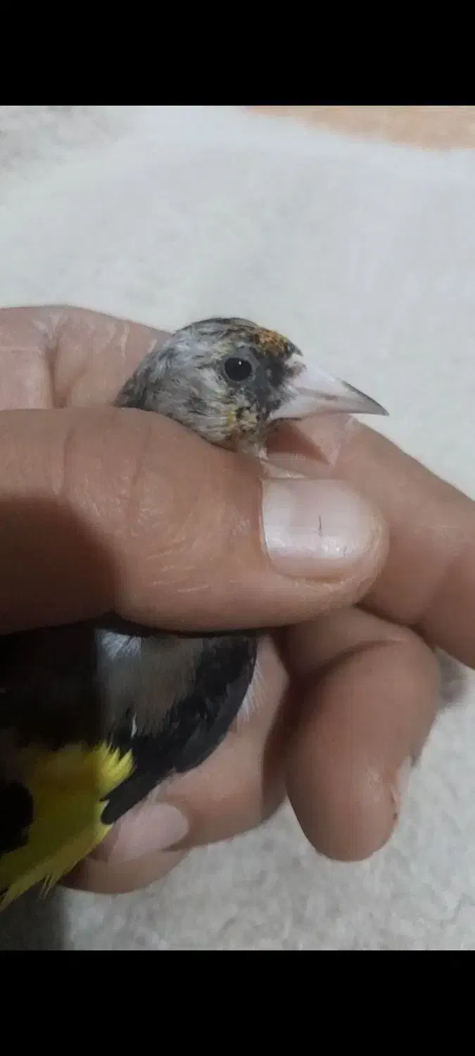 سهره|پرنده|ایذه, |دیوار