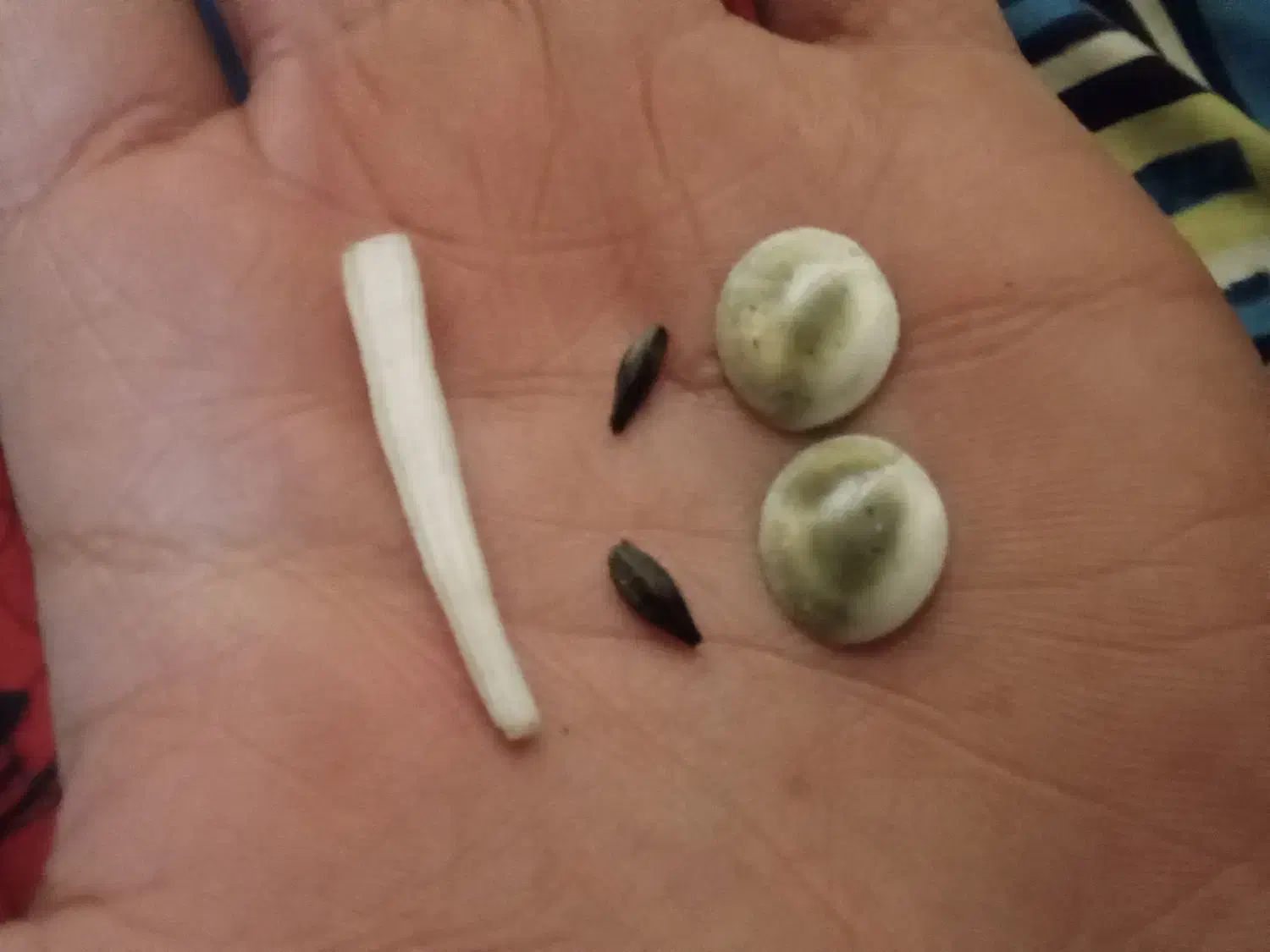 مهره هندی|کلکسیون اشیاء عتیقه|زاهدان, |دیوار