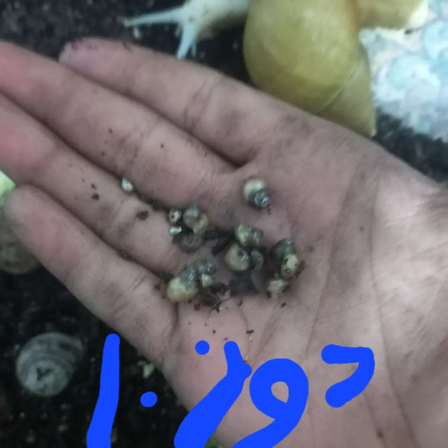 حلزون|خزنده|کرمان, |دیوار