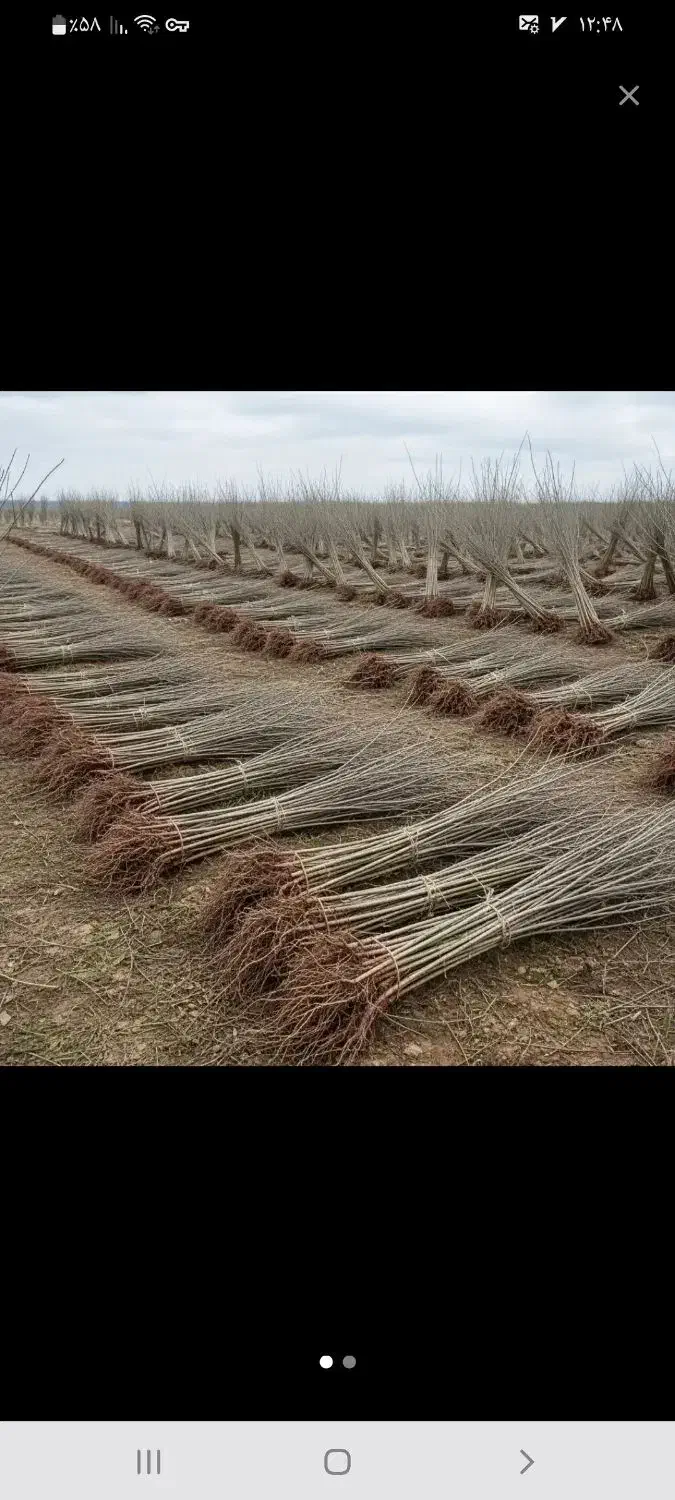 فروش انواع نهال بادام،گردو|خدمات باغبانی و درختکاری|قم, چهل درخت‎|دیوار
